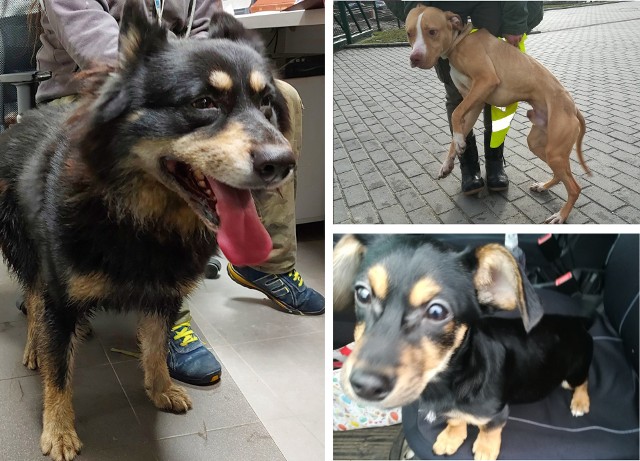 Te psy znaleźli strażnicy miejscy na początku lutego w Bydgoszczy. Czworonogi trafiły do bydgoskiego schroniska, gdzie czekają na swoich właścicieli.Zobaczcie zdjęcia znalezionych psów. Może wiecie, do kogo należą? >>>