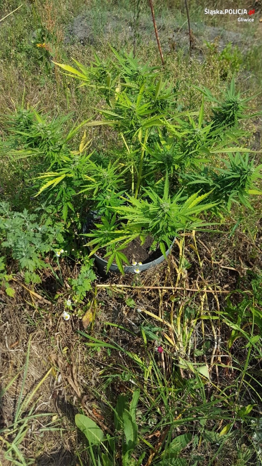 Plantacja marihuany w powiecie gliwickim