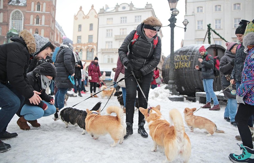 WOŚPowy Dogtrekking...