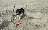 Ktoś porzucił psa w szczerym polu w Kaliszu. Był przywiązany do palików, bez wody i jedzenia