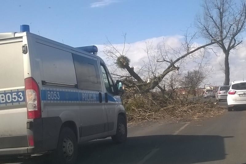 Przewrócone drzewo na Żernickiej