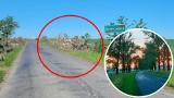 Już nie ma malowniczej alei topolowej na przygranicznej trasie pod Paczkowem. Wycięto 300 drzew