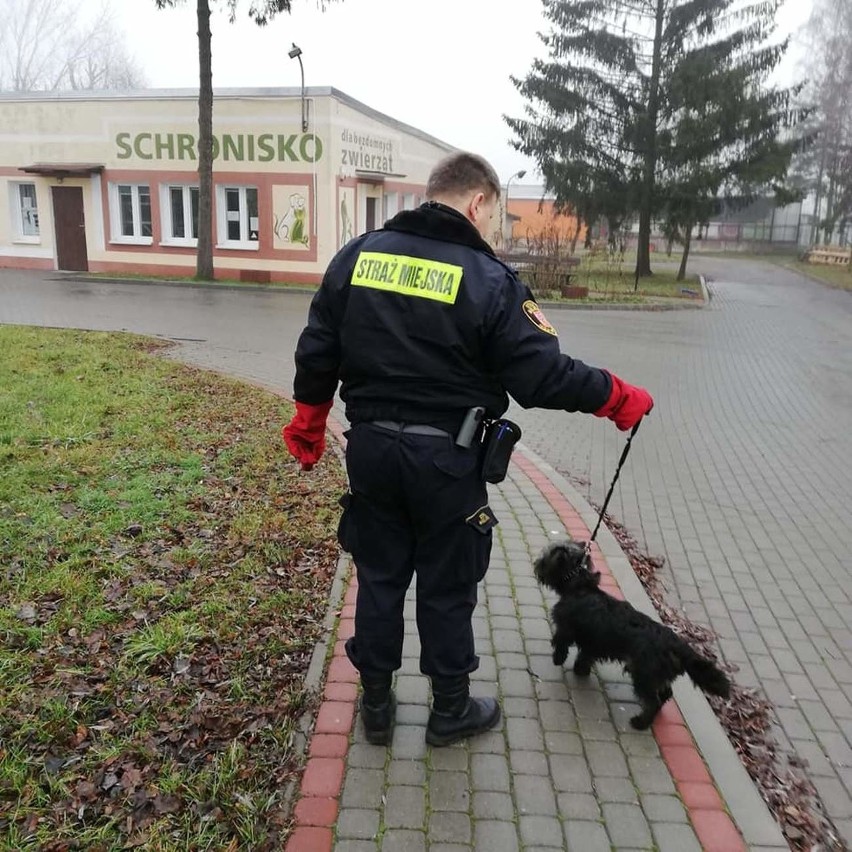 Strażnicy miejscy z Inowrocławia przy ulicy Marcinkowskiego...