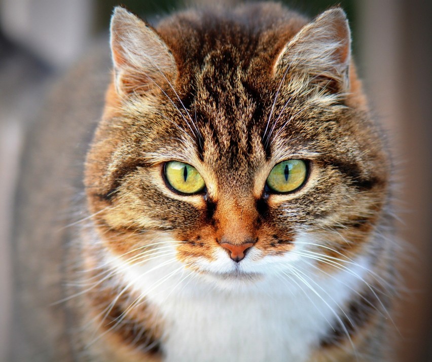 Przeciętnie koty domowe ważą 4-5 kilogramów, a ich długość...
