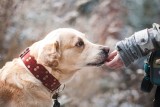 Petycja w sprawie zniesienia w Inowrocławiu opłaty za posiadanie psów 