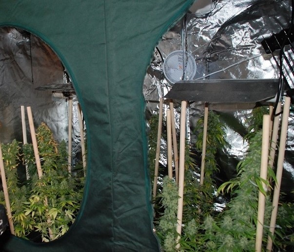 Policjanci zlikwidowali plantację marihuany w przyczepie kempingowej