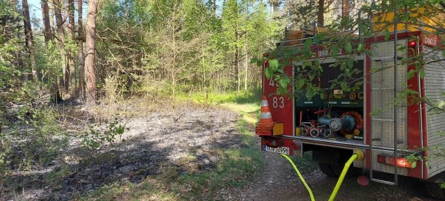 Strażacy walczyli z pożarem lasu