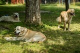 Wyślij zwierzę na wakacje. Co zrobić z psem i kotem w Bydgoszczy, gdy jedziesz na wczasy?