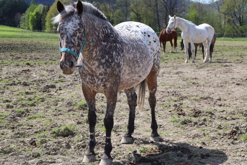 Fundacja Terra Spei w Lipowej od lat pomaga chorym koniom. I...