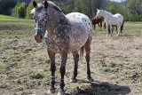 W Lipowej od wielu lat pomagają chorym koniom, obecnie w fundacji przebywa 50 zwierząt. WIDEO