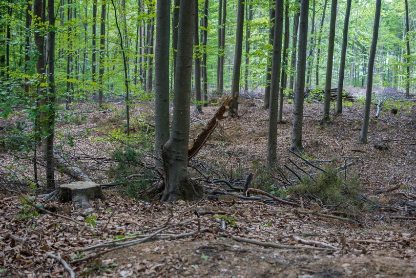 Wycinają Las Wolski nad Cedzyną. Mieszkańcy zaniepokojeni, nadleśnictwo wyjaśnia [WIDEO, ZDJĘCIA]