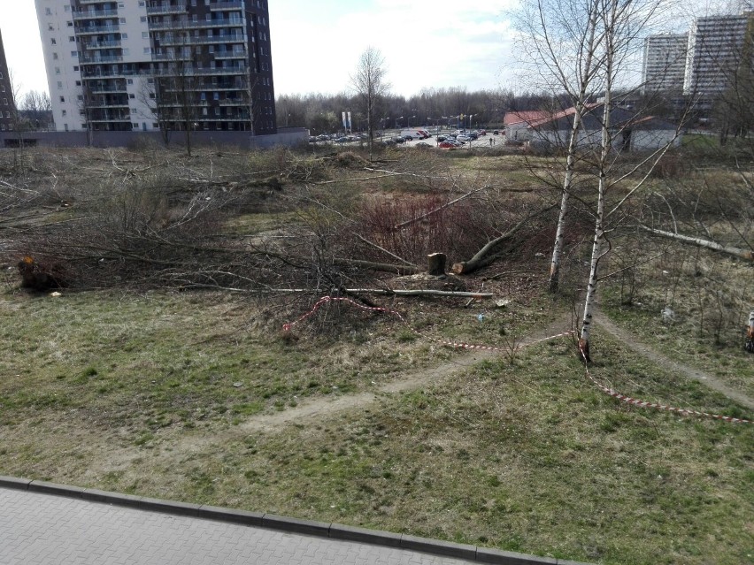 Wycinka drzew w Katowicach. os. Tysiąclecia
