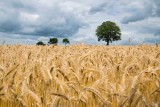 Ceny za koszenie kukurydzy na ziarno w Podlaskiem. Na ile rolnicy wyceniają swoją pracę za zbiór jesienią? 