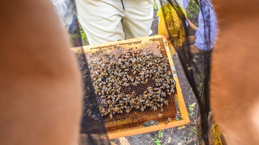 20 maja obchodzimy Dzień Pszczoły.
