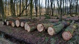 Koniec z wylesianiem? Unia Europejska wprowadza przełomowe przepisy, które mają rozwiązać problem. Będą kary