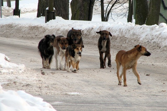 Wataha psów na jednej z bielskich ulic.