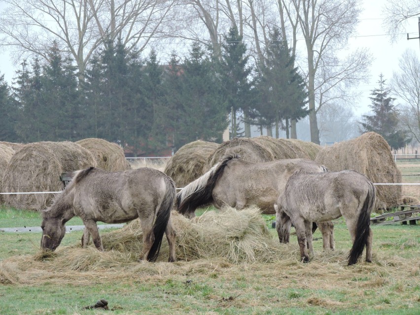 Konie z rezerwatu Karsiborska Kępa już są w dobrych rękach. Zobacz, jak się wypasają