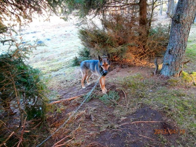 Pies został przywiązany do drzewa w lesie i pozostawiony na pastwę losu.