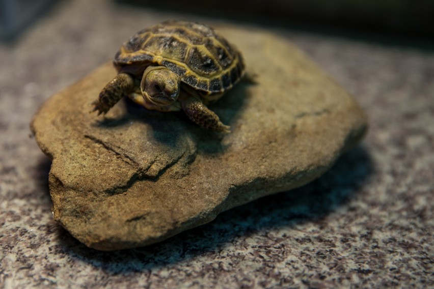 Wiosna w pełni w krakowskim ZOO. Zobacz zdjęcia maluchów i nie tylko