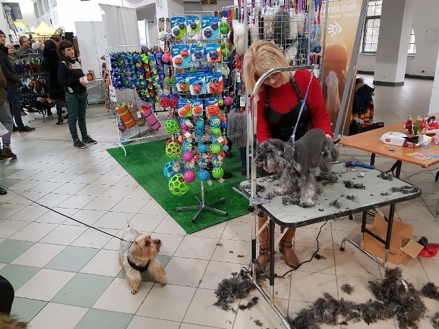 W niedzielę (17 lutego) w Centrum Targowym PARK w Toruniu zorganizowano targi „Wszystko dla psa i kota” oraz targi zoologiczne. Podczas wydarzenia uczestnicy mogli zapoznać się z bogatą ofertą karm i sprzętów dla swoich zwierzaków. Nie zabrakło także bezpłatnych porad i szkoleń, między innymi w zakresie terapii behawioralnej, socjalizacji czy modyfikowania zachowań czworonogów. Były także konkursy dla właścicieli zwierzaków oraz atrakcje dla samych czworonogów - m.in. psie łamigłówki, maty węchowe czy darmowe smakołyki za wykonane sztuczki.