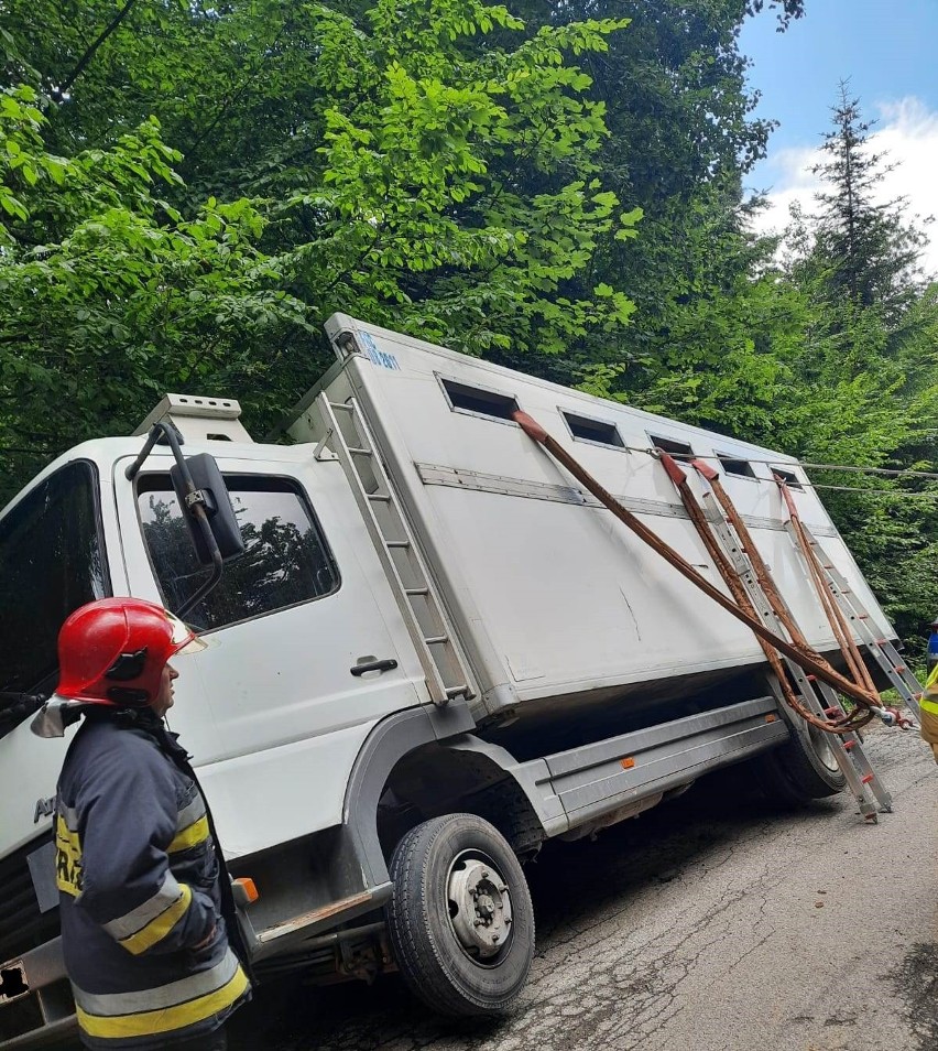 Ciężarówka przewożąca 20 cielaków zjechała do rowu w miejscowości Klonów. Trudna akcja strażaków. Zobacz zdjęcia