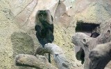 Makaki z łódzkiego zoo po przeprowadzce. Efrat, Aya, Ella, Rani i Woolf pierwszymi rezydentami [zdjęcia]