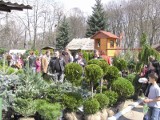 Wiosenne Targi Ogrodnicze i Targi Pszczelarskie w Szepietowie. Wzięcie miały tradycyjne odmiany