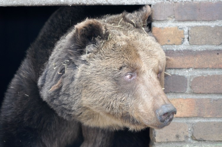 Dziś przed południem niedźwiedzica po raz pierwszy w 2012...