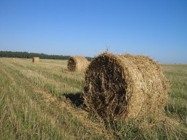 W tym roku kurs euro był korzystniejszy dla rolników i otrzymają oni wyższe dopłaty