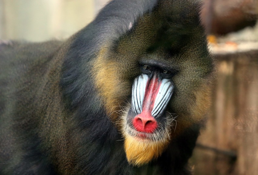 Jesień w Śląskim Ogrodzie Zoologicznym: Z początkiem...