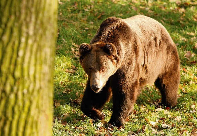 Niedźwiedzie podchodzą do ludzkich osad, bo szukają jedzenia