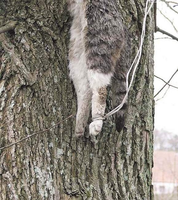 Martwy kot powieszony na drzewie nieopodal drogi.