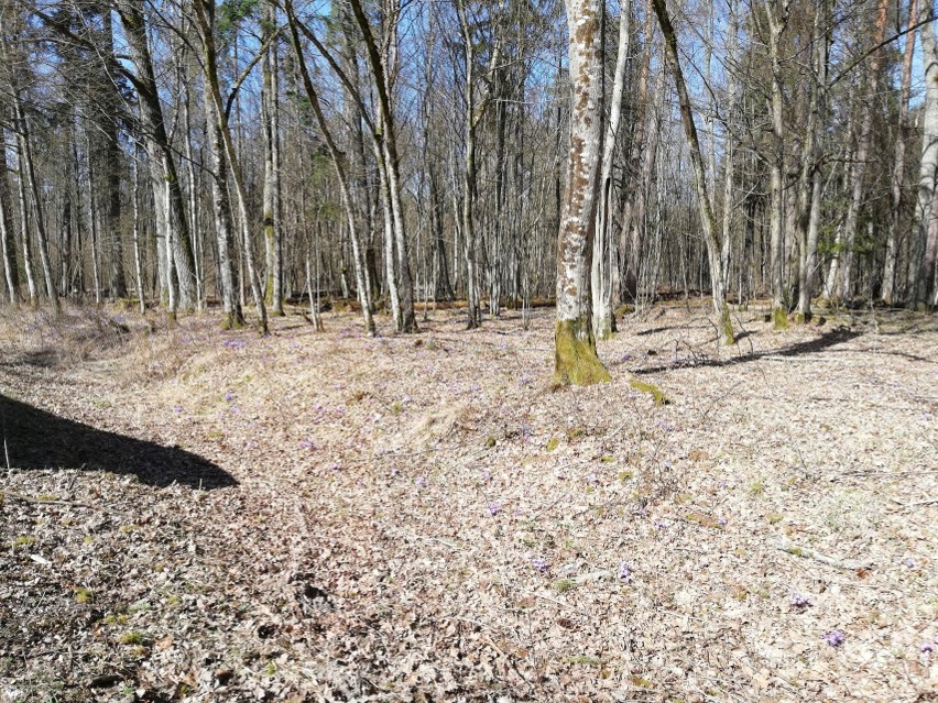 Tragedia w Puszczy Białowieskiej. "Nie wiedziałam, że dożyję...