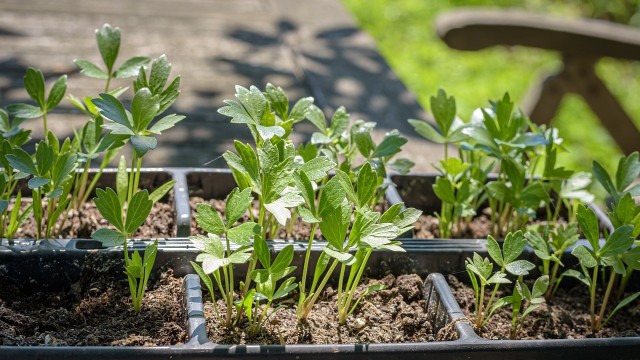 LUBCZYK.Składnik miłosnych mikstur, od wieków traktowany jako afrodyzjak (nasi przodkowie byli przekonani, że zwiększa potencję, ale także pobudza libido kobiet). Pomocny w chorobach układu moczowego i pozbywaniu się toksyn z organizmu. Jego działanie wykrztuśne wspomaga walkę z męczącym, suchym kaszlem. Napar z lubczyku poleca się przy walce ze wzdęciami i niestrawnością, wrzodach żołądka czy choćby łuszczycy.