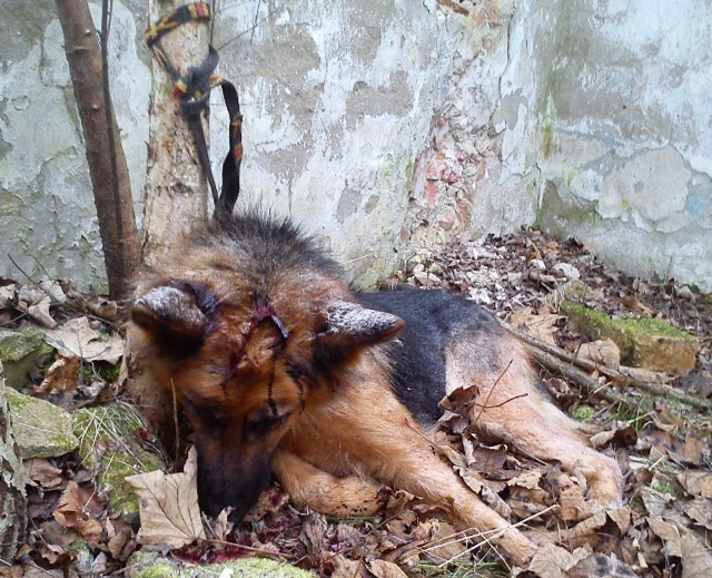 Pies był przywiązany do drzewa krótką smyczą. Na głowie miał śmiertelną ranę.