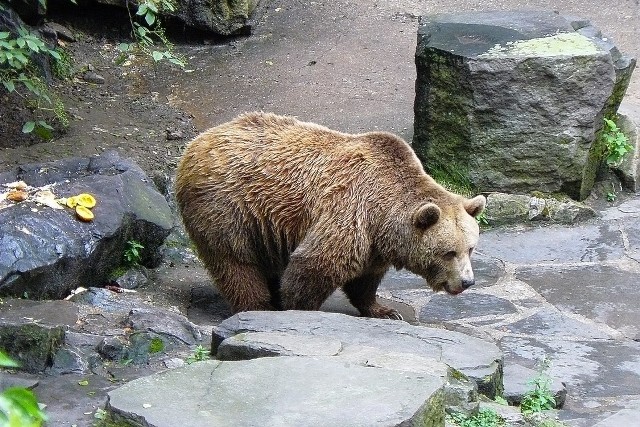 Krumlov: Zamku od wieków pilnują niedźwiedzie 