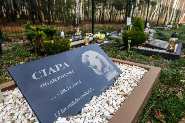 Pierwszy w Polsce cmentarz dla zwierząt powstał w 1991 roku w Koniku Nowym pod Warszawą. Obecnie istnieje kilkanaście takich cmentarzy. W Wielkopolsce funkcjonują one w Pile, Skałowie i pod Nekielką.