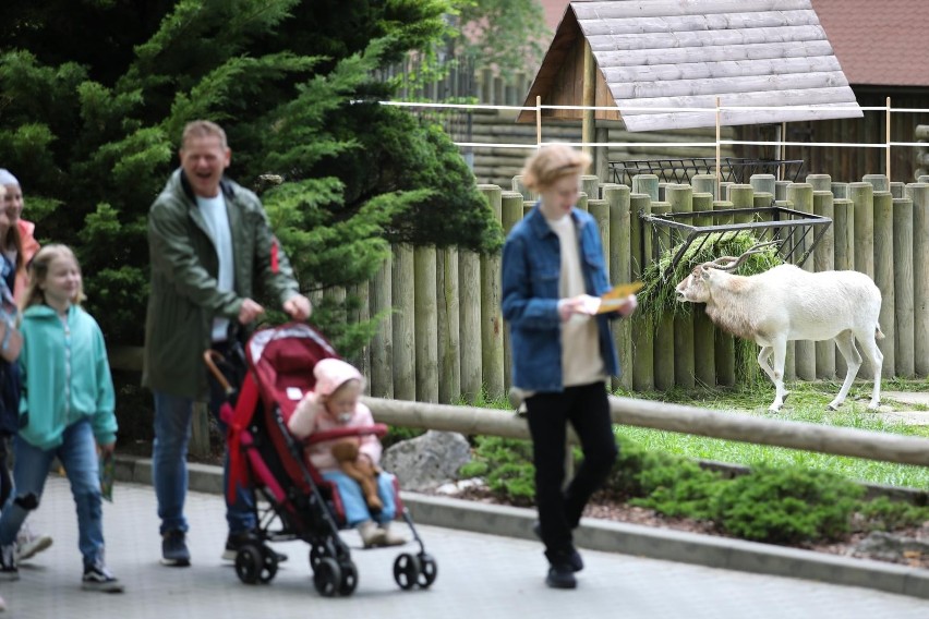 Dzień Dziecka w krakowskim Zoo, nie brakuje atrakcji dla...