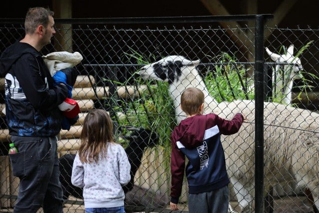 Dzień Dziecka w krakowskim Zoo, nie brakuje atrakcji dla najmłodszych