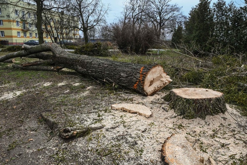 Mieszkańcy Błonia są zaniepokojeni wycinką drzew w rejonie...