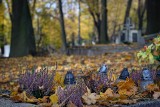 Podhale. Zmiany organizacji ruchu przy największych nekropoliach w Zakopanem i Nowym Targu