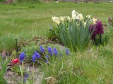Rośliny cebulowe na wiosenną rabatę: tulipany, nacyzy, szafirki i wiele innych