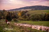 Redyk ruszył z Czarnego w kierunku Nowego Targu. Baca Józef Klimowski popędził 1200 owiec przez Wysową do Ropek [ZDJĘCIA]