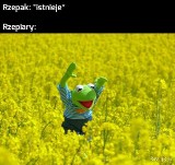 Rzepiary znów buszują na polach! Zobacz najlepsze memy o wiosennych sesjach zdjęciowych w rzepaku