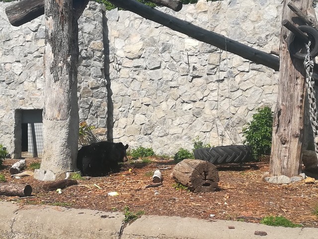 W sobotę za darmo do zoo. Sprawdź kto może skorzystać.