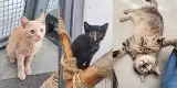 Kotki z lubelskiego schroniska poszukują nowego domu. Pokaż im, że ludzie nie są źli [ZDJĘCIA]
