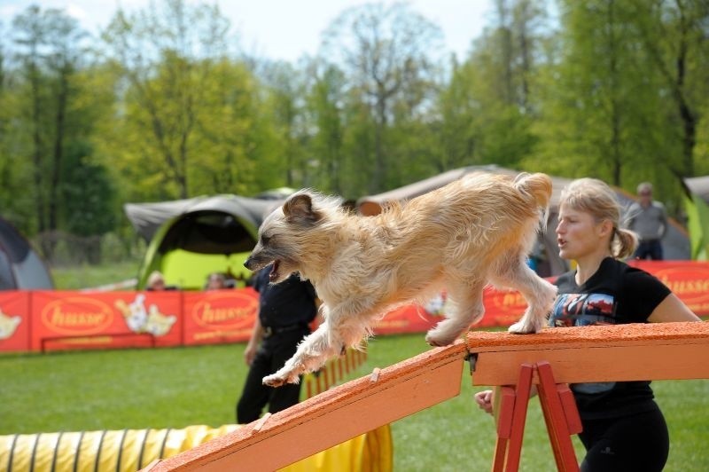 Supraśl. Zawody Agility Podlasie 2014. Ponad 80 psów rywalizowało na torze przeszkód (zdjęcia, wideo)