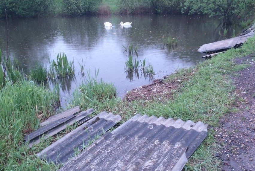 Mieszkańców Brzeszcz mocno poruszyła sprawa dzikiego i...