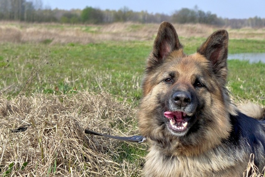 Prawo ostrzejsze dla właścicieli psów: nawet 5 tys. zł i ograniczenie wolności za prowadzenie psa bez smyczy