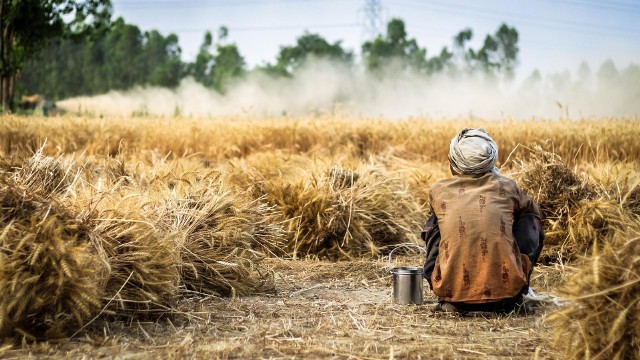 W piątek Indyjska Dyrekcja Generalna ds. Handlu Zagranicznego poinformowała o całkowitym wstrzymaniu eksportu pszenicy